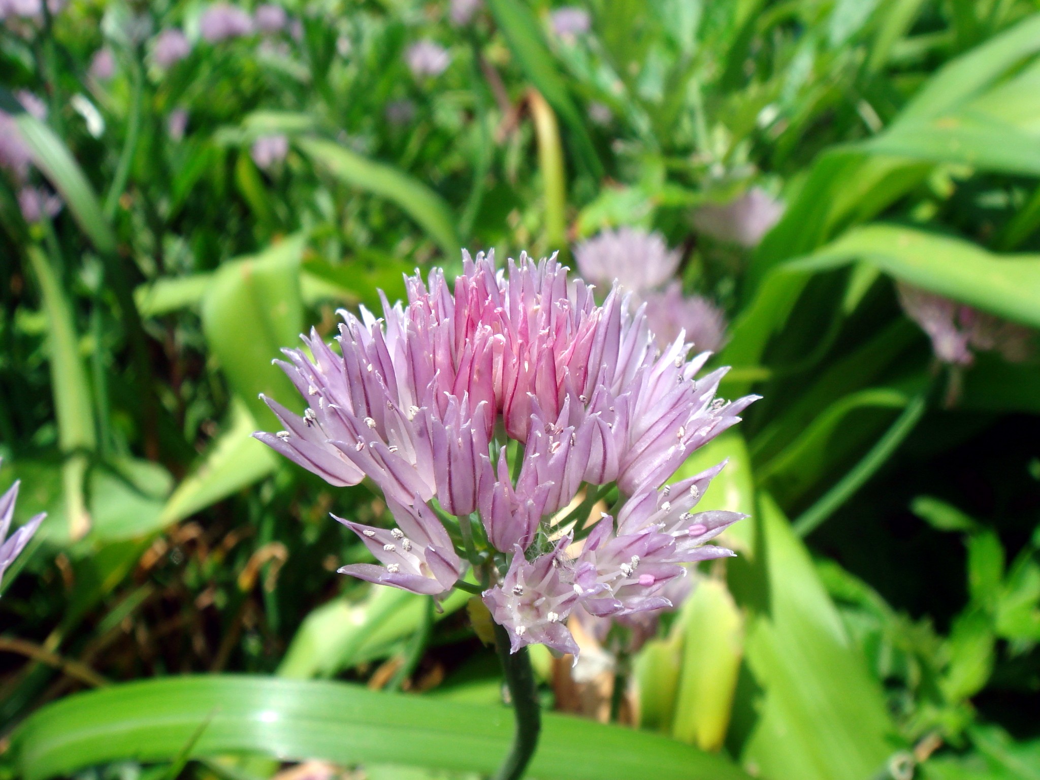 Allium ledebourianum Schultes & J. H. Schultes